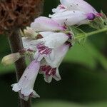 Penstemon cobaea Flower