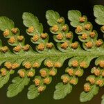 Hypolepis tenuifolia Лист