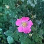 Rosa rubiginosa Žiedas