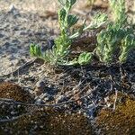 Bombycilaena erecta 整株植物