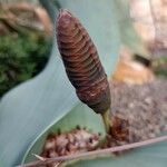 Welwitschia mirabilis Kwiat