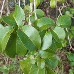 Pisonia subcordata برگ