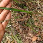 Setaria gausa Flower