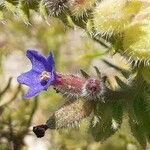 Anchusa undulata Λουλούδι