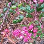 Rubus discolor Fruit