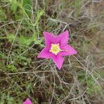 Sabatia campestris موطن