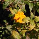 Cosmos sulphureusFlor