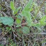 Erodium botrys Levél