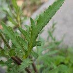 Papaver setiferum Blatt