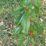 Ilex decidua Ліст