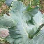 Papaver somniferum Leaf