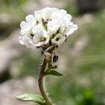 Arabis ciliata Blomma