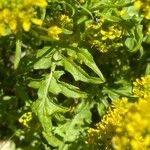 Sisymbrium austriacum Hoja