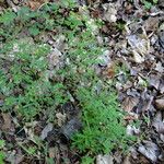 Euphorbia dulcis Otro