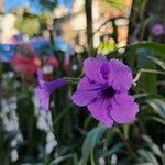 Ruellia tuberosa Λουλούδι