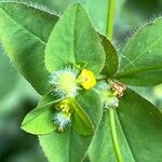 Euphorbia hirsuta Blomst