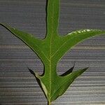 Quercus falcata Leaf