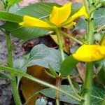 Ludwigia peploides Fula