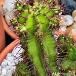 Euphorbia fruticosa Corteza