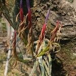 Tillandsia bulbosaBlodyn