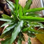 Calathea rufibarba Листок