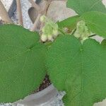 Sparrmannia africana ഇല