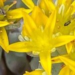 Sedum spathulifolium Цвят
