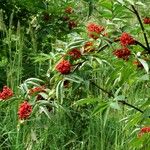 Sambucus racemosa Gyümölcs