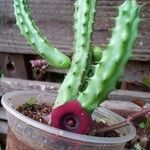 Huernia macrocarpa Lapas