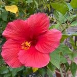 Hibiscus rosa-sinensis Floare