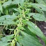 Carpesium abrotanoides Hoja