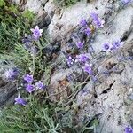 Campanula andrewsii Flower