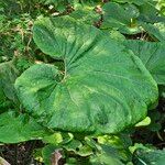 Petasites japonicusLapas