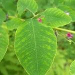Lespedeza bicolor Leaf