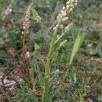 Reseda undata Habitus