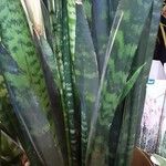 Dracaena hyacinthoides Leaf