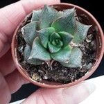 Echeveria purpusiorum Folha