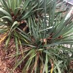 Yucca flaccida Folha