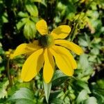 Rudbeckia laciniata Kvet