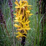 Asphodeline lutea 其他