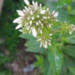 Phlox paniculataLorea