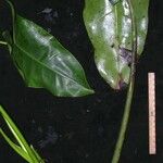 Philodendron aromaticum Annet