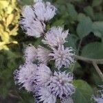 Cyrtocymura scorpioides Flower