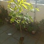 Caesalpinia echinata Hoja