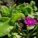 Mesembryanthemum cordifolium Blatt