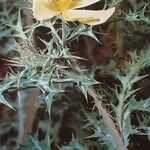 Argemone ochroleuca Flower