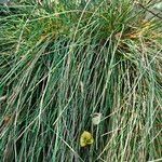 Festuca flavescens Hoja