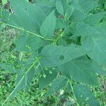 Scrophularia marilandica Leaf