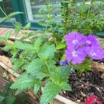 Verbena × hybridaFlower