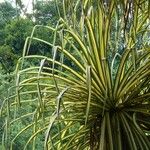 Pandanus tectorius Otro